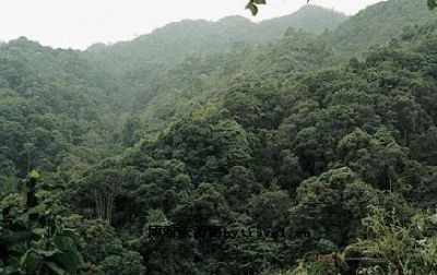 大山原始森林