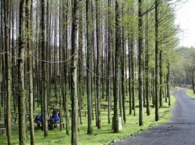 南川山王坪林场