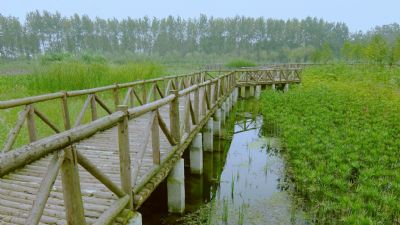 云桥湿地