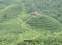 东印茶山风景区