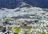 渝北印盒李花生态旅游区